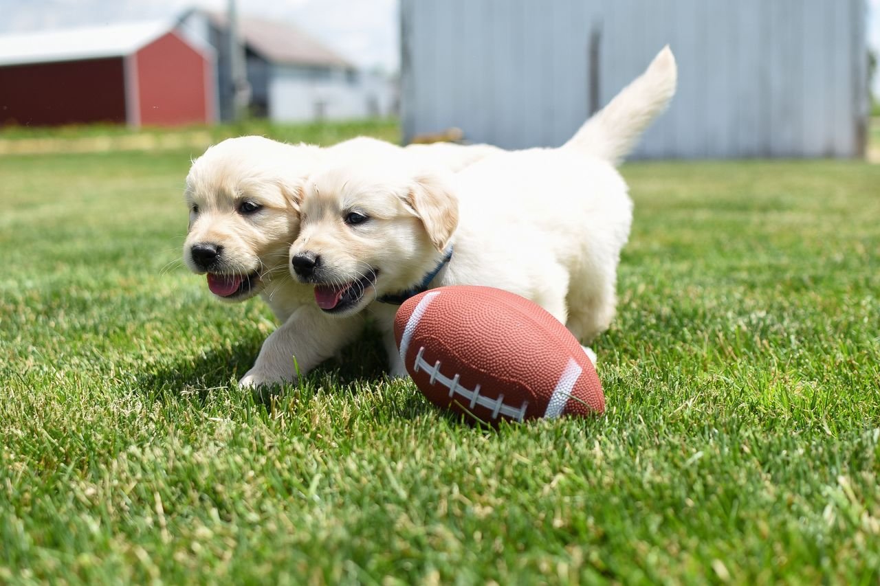 Services Two cute puppies enjoy playing with a rugby ball in a sunny outdoor setting.