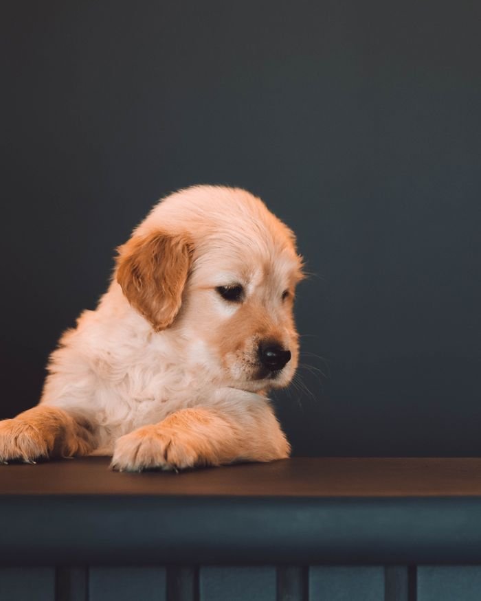 Services Adorable golden retriever puppy looking down with a thoughtful expression indoors.