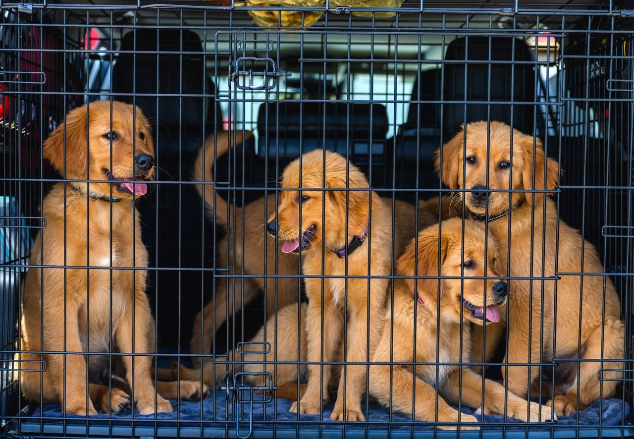 Crafting Captivating Headlines: Your awesome post title goes here Four adorable Golden Retriever puppies inside a car cage, ready for travel. Perfect for pet lovers.