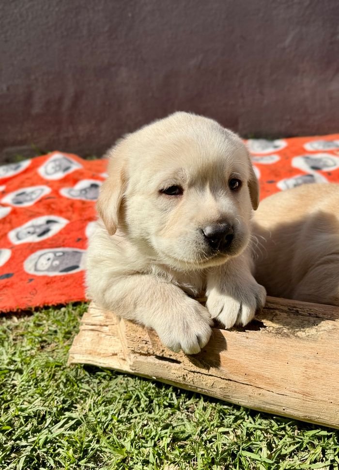 About Charming golden retriever puppy lounging on a grass field with a red blanket, enjoying the sunny day.