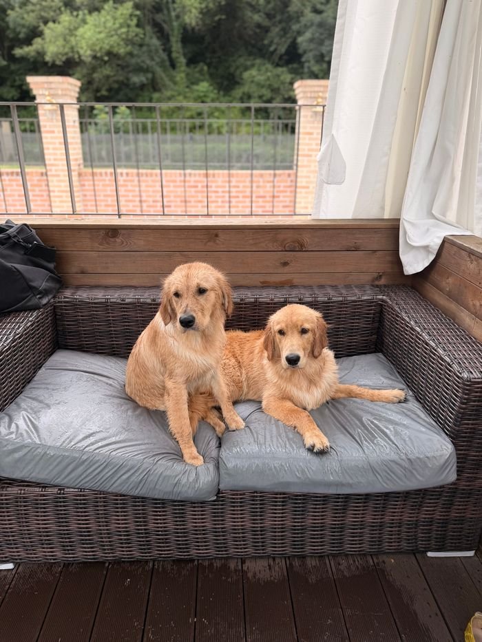 Services Two golden retrievers lounging on a wicker sofa in an outdoor setting, surrounded by nature.