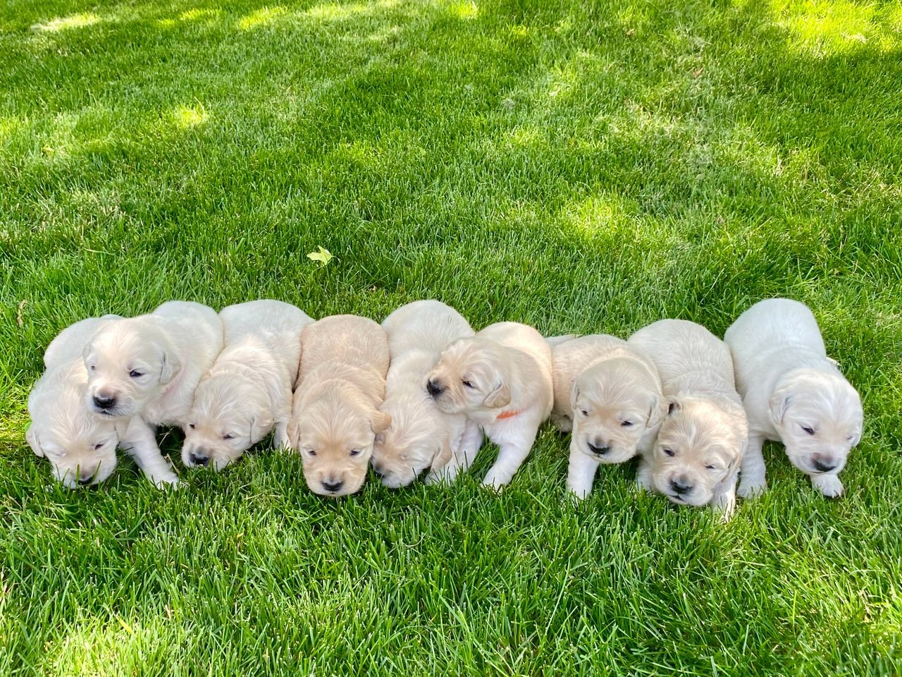 Services Cute golden retriever puppies lying on a green lawn outdoors.