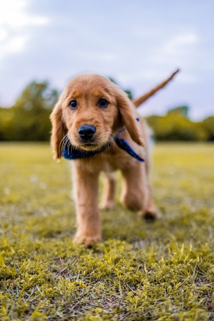 Home A cute golden retriever puppy with a scarf exploring a grassy field on a sunny day.