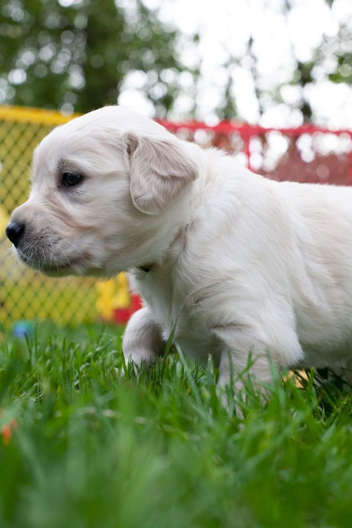 About Charming white puppy playing in lively outdoor garden on grass.